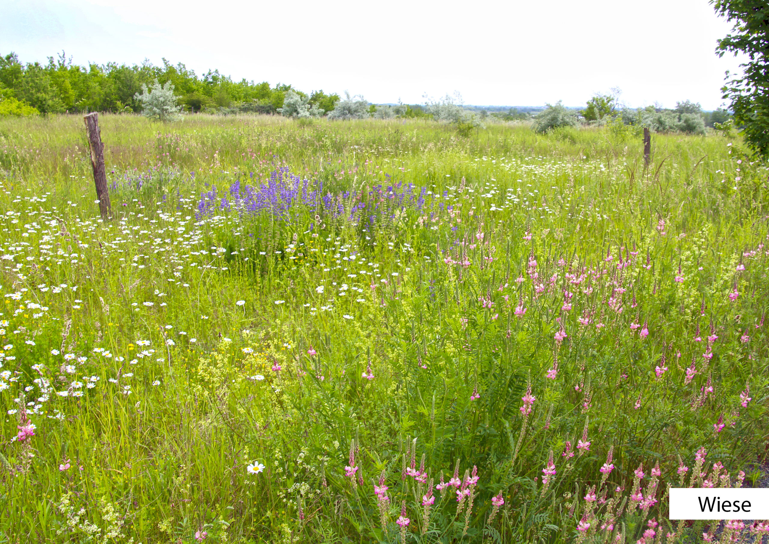 Blühende Wiese im Naturschutzgebiet © Seidel